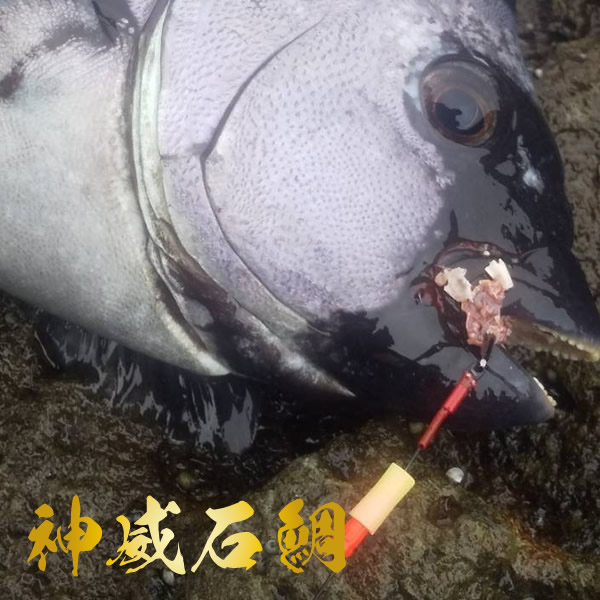 神威石鯛